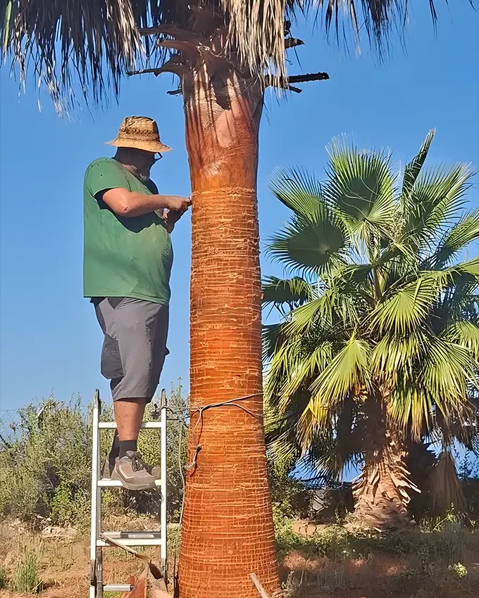 Jardinero profesional podando una palmera en Tenerife - servicio de poda de palmeras y mantenimiento de jardines en Costa Adeje
